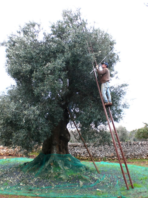 Agriturismo Masseria Salinola Ostuni in Puglia
